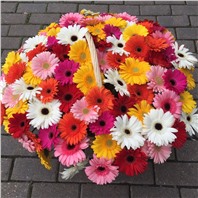 Корзина из 101 герберы